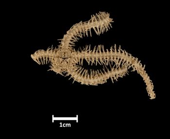 Media type: image;   Invertebrate Zoology OPH-2062 Description: Bottom of brittle star with mouth visible.;  Aspect: ventral